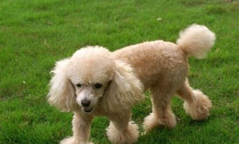 黑色迷你贵宾犬图片