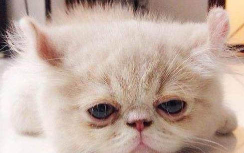 猫正常体温范围是多少