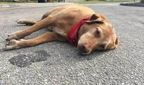 犬瘟狗狗多久开始有抗体