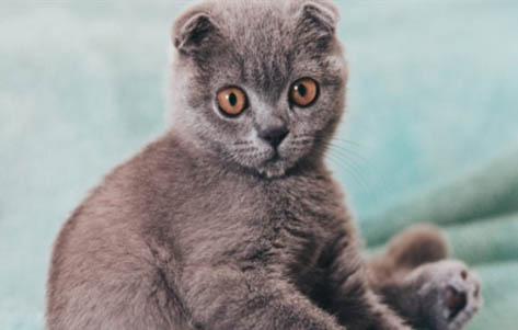 7岁的猫相当于人多少岁
