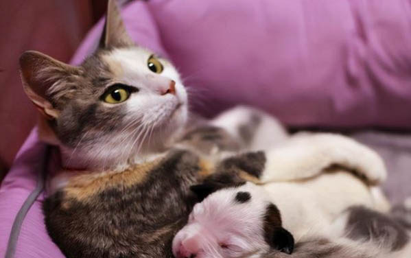 母猫多久会自动给小猫断奶