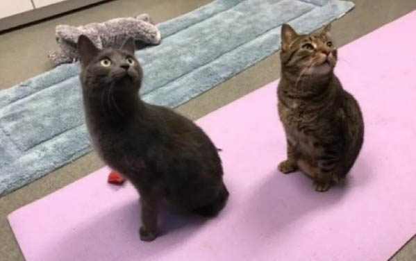 猫咪吃驱虫药多久见效