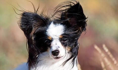蝴蝶犬喜欢咬人的三种原因及处理方法