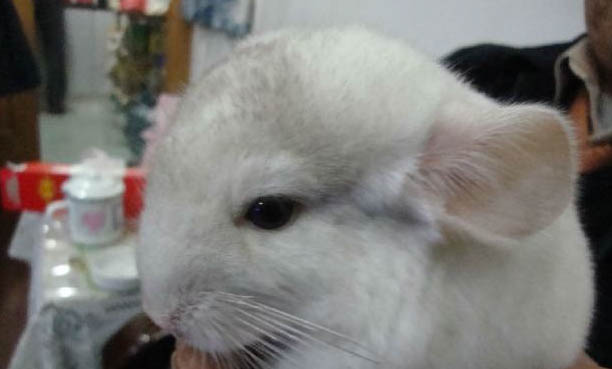 标准灰龙猫和紫灰龙猫哪个更好