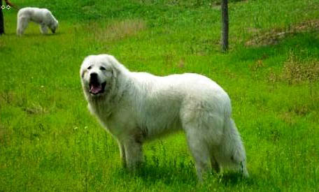 大白熊犬可以长多大