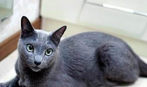 科拉特猫呼吸道感染的原因及处理方法