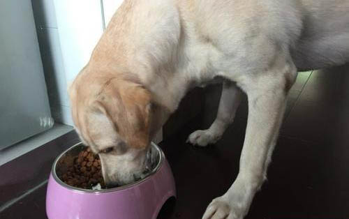 狗狗一卡一卡的吐白沫