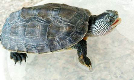 珍珠龟是深水龟么还是浅水龟