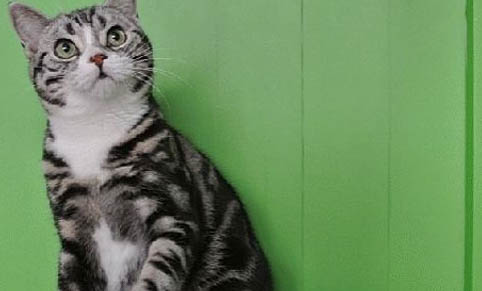 猫咪为何喜欢猫薄荷