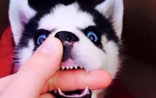 狗狗生了一只没动静了