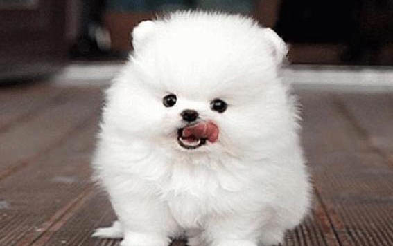 比熊犬贵宾犬哪个好看