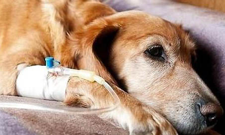 狗狗得了犬瘟多久才能治愈