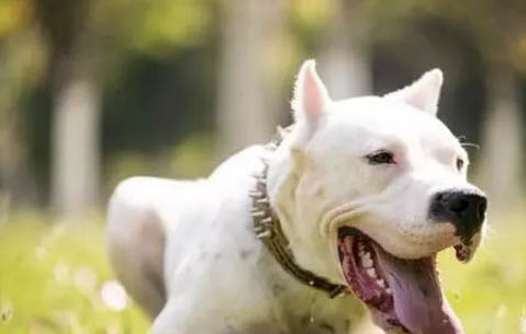 杜高犬的奔跑速度怎样