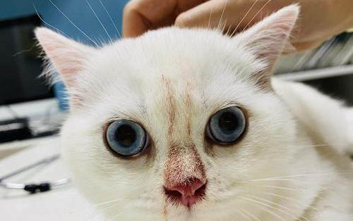 小猫出生多久可以走路