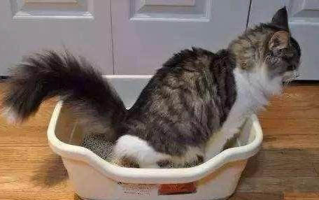 什么能代替猫咪的沐浴露