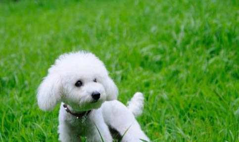 贵宾犬多久洗一次澡