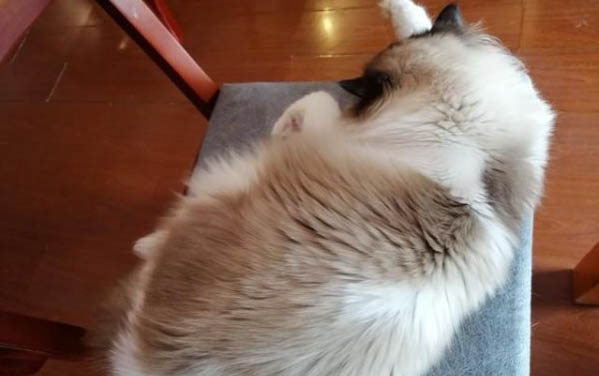 小猫突然性大小便失禁无力