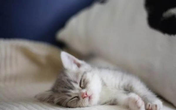 小猫刚刚被生出来怎么处理