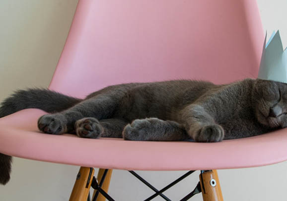 为什么围绕卡尔特猫一直流口水?