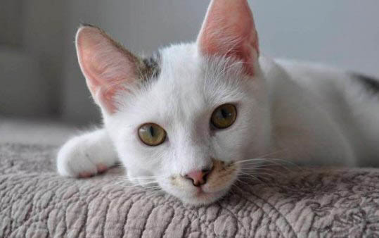小猫一直打喷嚏是怎么回事呢？
