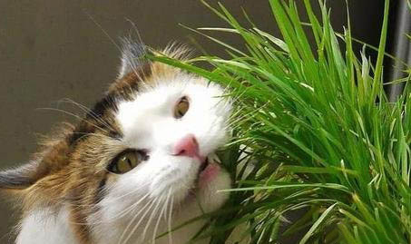 猫体温低就没救了吗
