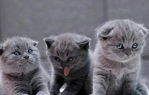 蓝猫尿频尿少原因