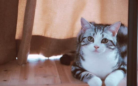 猫身上会有蜱虫吗？