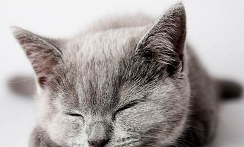猫尿频繁而且每次只尿一点需要吃什么药