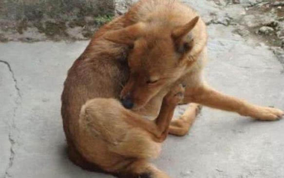 小狗一般几个月开始认主人了