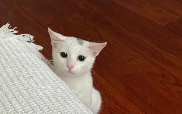出生十多天的小猫一直没拉屎正常吗