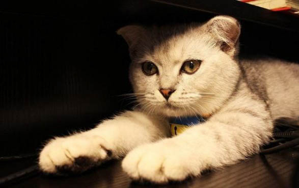 小猫猫藓可以自愈吗?