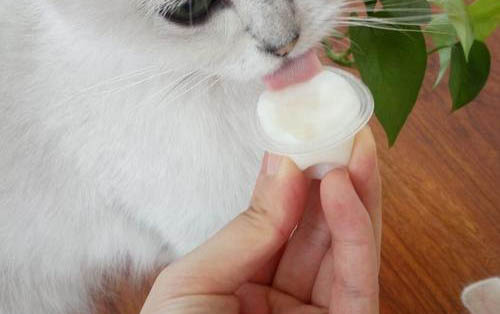 小猫呕吐白沫该怎么办