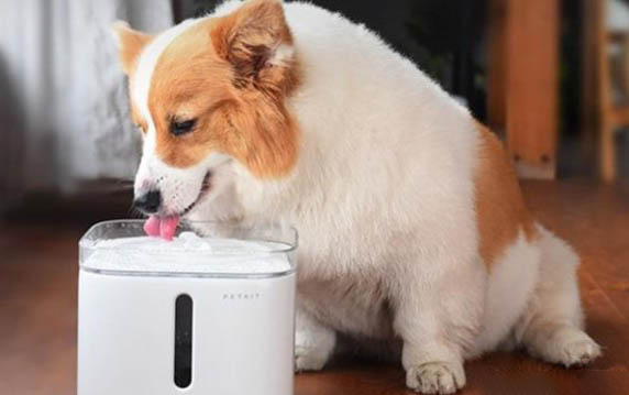 狗狗吃的消炎药