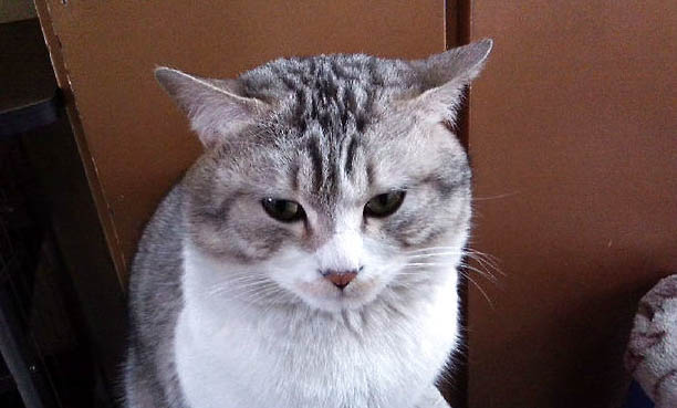 请问猫咪呕吐的原因及处理方法?
