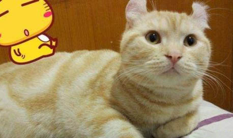 猫咪绝育后需要注意什么