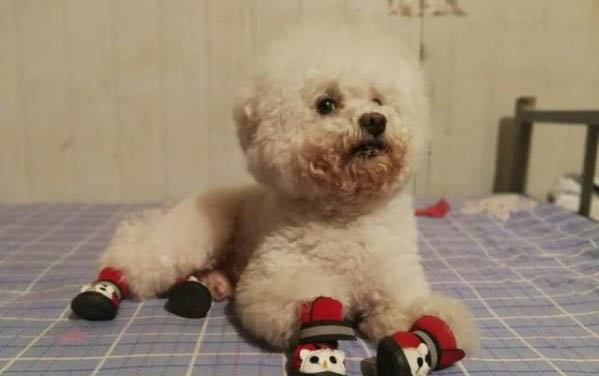 小狗一直腹泻不吃东西怎么办