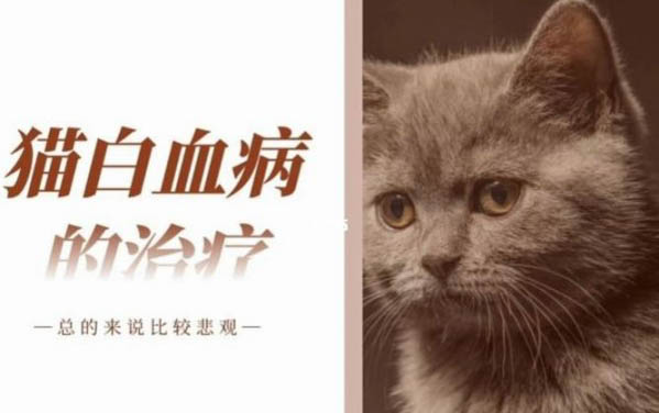 小猫打胰腺炎的原因及处理方法