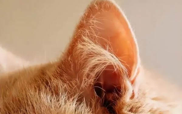 猫咪为什么吃了罐头拉肚子了