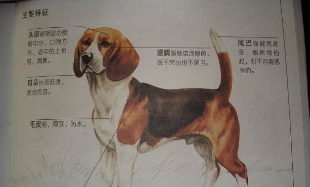 比格犬饲养注意事项