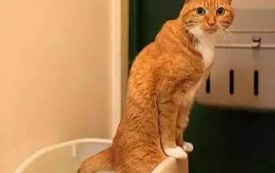 两个月的小猫能吃肉吗