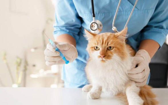 猫为什么会怕水?