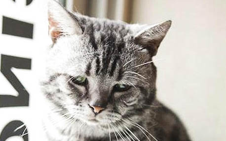 小猫感冒能自愈吗