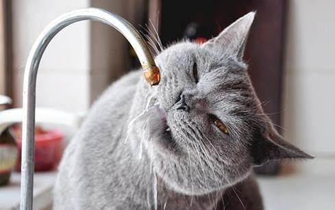 45天的小猫可以送人吗为什么