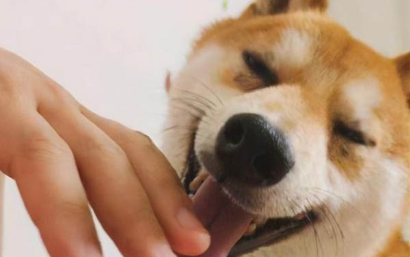 小狗几个月掉牙?