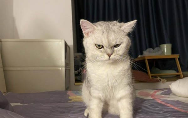 猫咪呼噜声像有痰呼噜