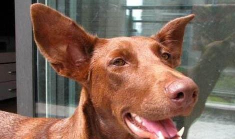维希拉猎犬坐着后腿往外撇