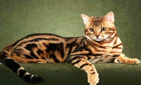 孟加拉豹猫长多大