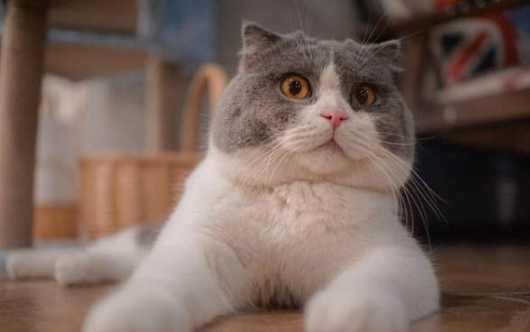 英短蓝猫不吃东西呕吐