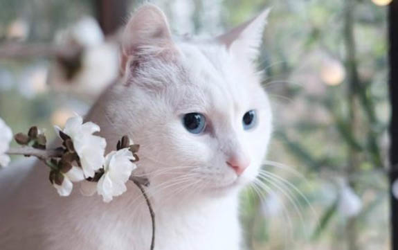 小猫多长时间可以离开母猫