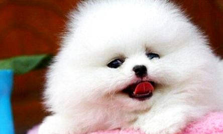 博美犬和泰迪哪个好